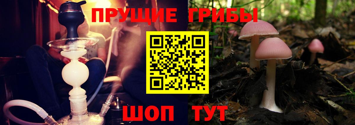 Псилоцибиновые грибы Cubensis Сафоново